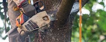 Why Choose Our Tree Removal Services in Manassas, VA?