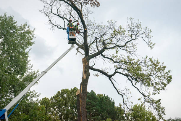  Manassas, VA Tree Services Pros