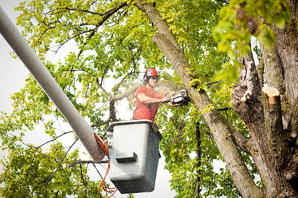 Best Tree Preservation Services  in Manassas, VA