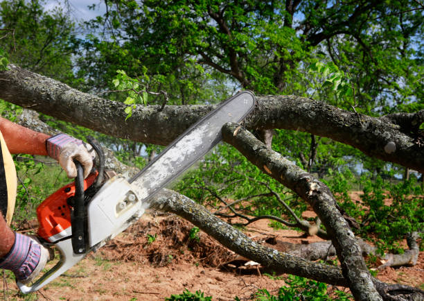 Best Commercial Tree Services  in Manassas, VA